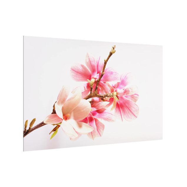 painéis antisalpicos Magnolia Blossoms