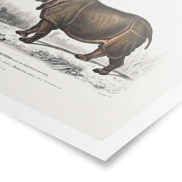 Posters paisagens Vintage Board Rhino