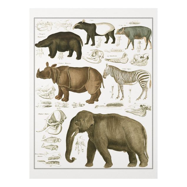Quadros elefantes Vintage Board Elephant, Zebra And Rhino