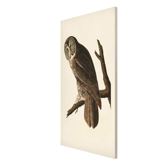 Quadros retro Vintage Board Great Owl