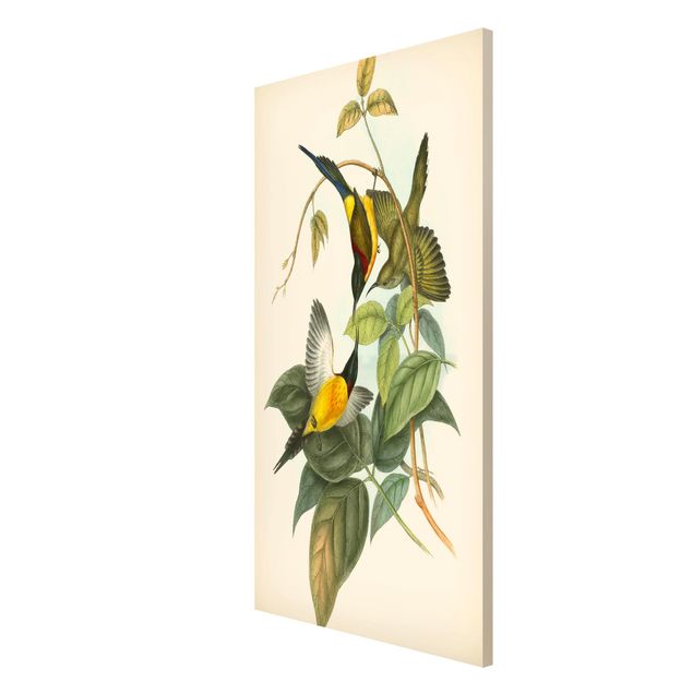 Quadros florais Vintage Illustration Tropical Birds IV