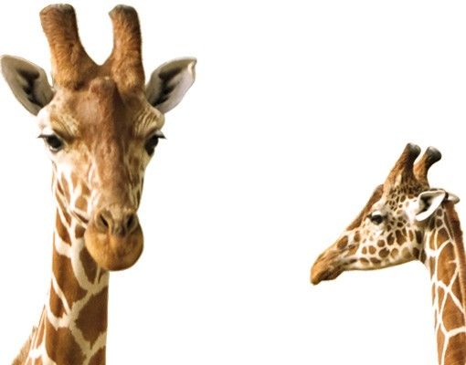 Películas autocolantes Two Giraffes