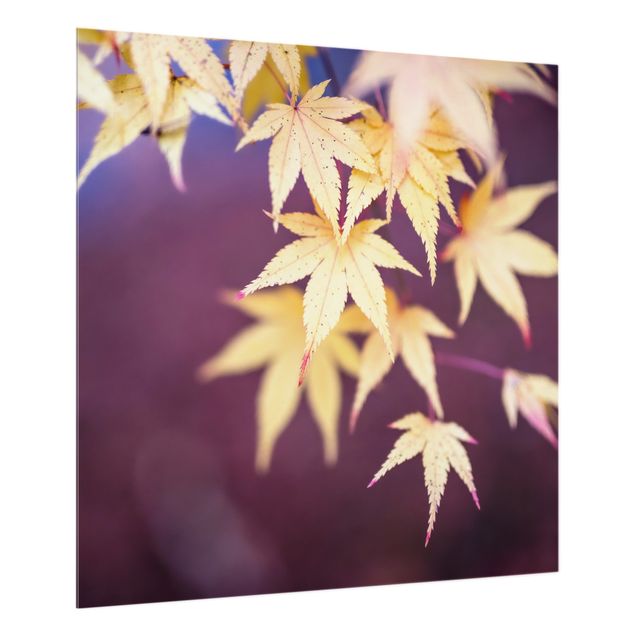 painéis antisalpicos Autumn Maple Tree