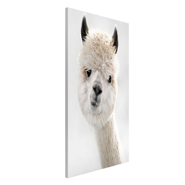 decoraçao para parede de cozinha Alpaca Portrait