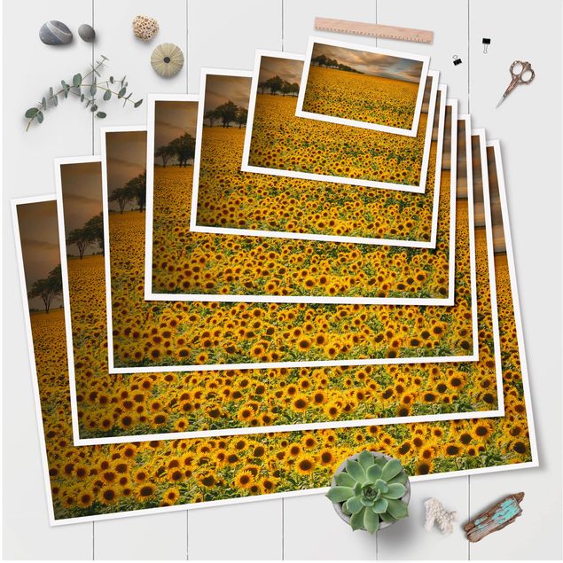 decoração quadros Field With Sunflowers