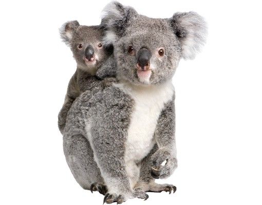 adesivos de parede Koala Bears