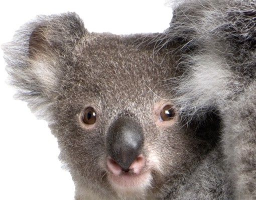Autocolantes de parede Koala Bears