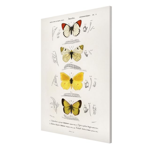 Quadros magnéticos animais Vintage Board Butterflies II