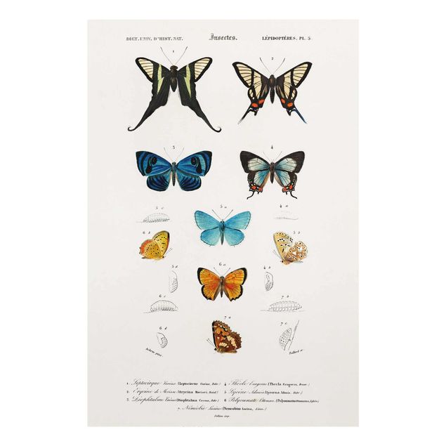 Quadros vintage Vintage Board Butterflies I