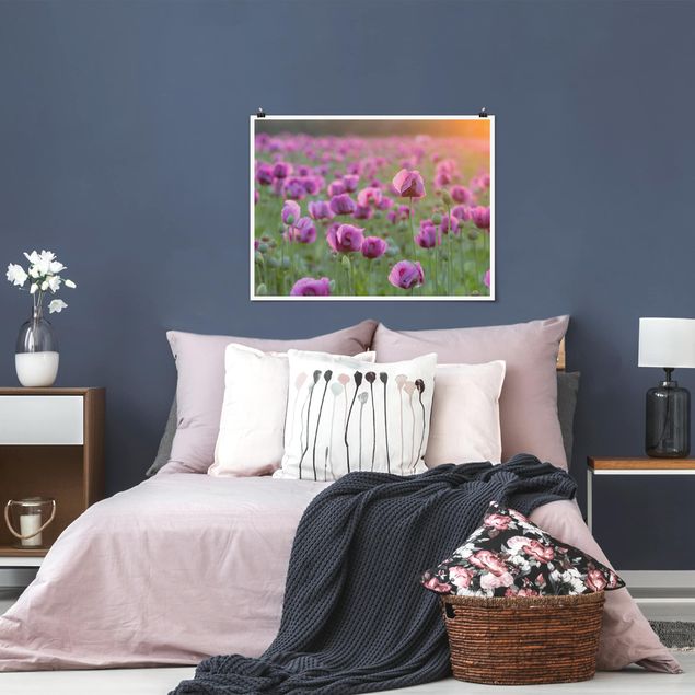 Posters flores Purple Poppy Flower Meadow In Spring
