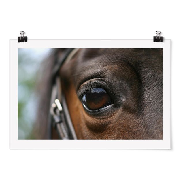 Quadros modernos Horse Eye