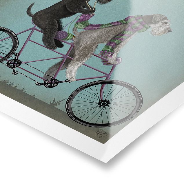Posters animais Cycling - Schnauzer Tandem