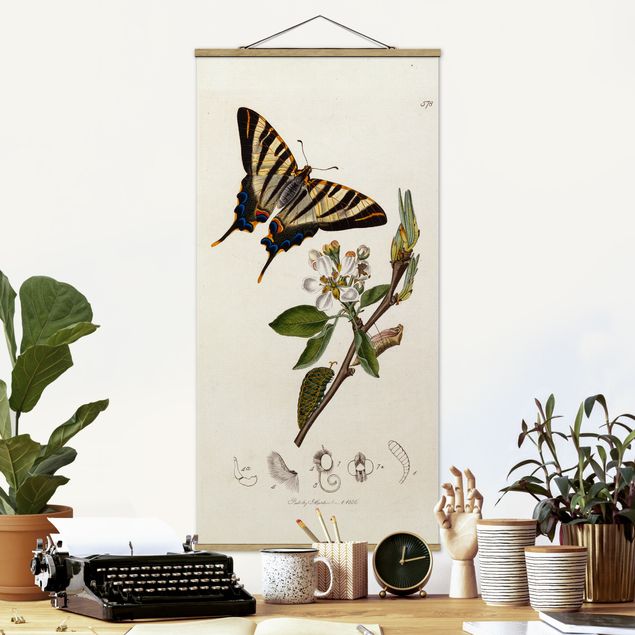 decoraçoes cozinha John Curtis - A Scarce Swallow-Tail Butterfly
