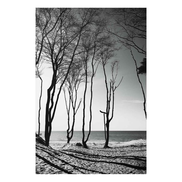 quadro com árvore Trees At the Baltic Sea