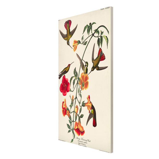 Quadros florais Vintage Board Mango Hummingbirds