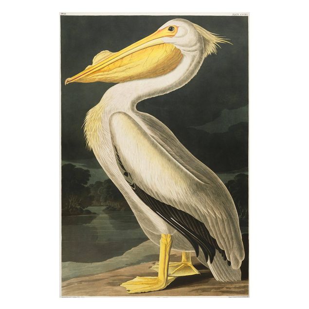Quadros magnéticos animais Vintage Board White Pelican