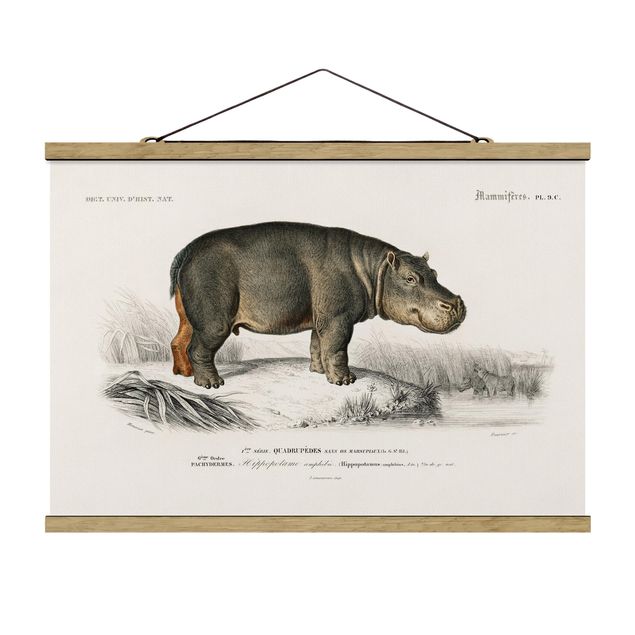 Quadros natureza Vintage Board Hippo