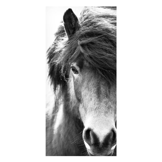 quadro com cavalo Icelandic Horse In Black And White