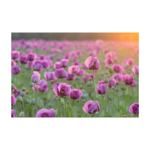 Tapete roxo Purple Poppy Flower Meadow In Spring
