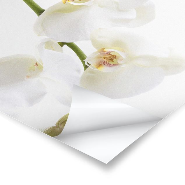 Quadros decorativos White Orchid Waters
