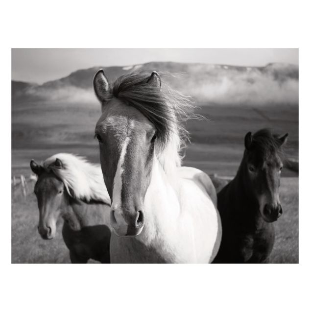 Quadros cavalos Wild Horses Black And White