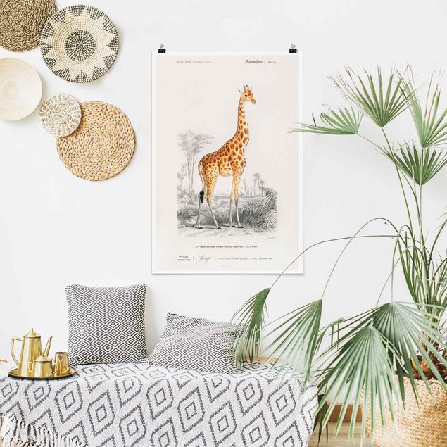 Quadros girafas Vintage Board Giraffe