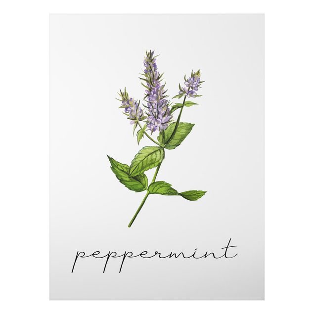 Quadros temperos Herbs Illustration Pepper Mint