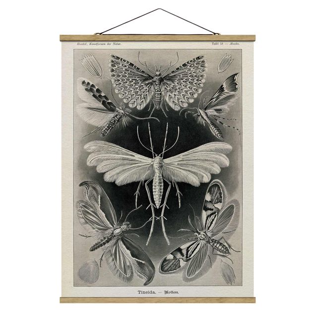 Quadros vintage Vintage Board Moths And Butterflies