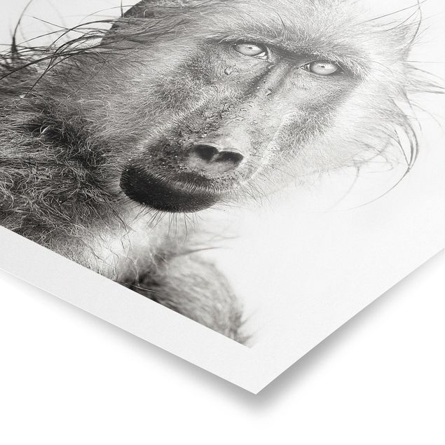Posters animais Crying Baboon
