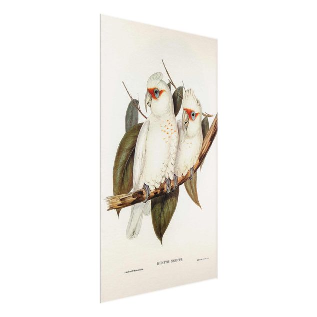 quadro com flores Vintage Illustration White Cockatoo