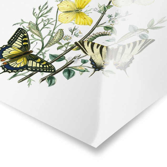 quadros flores British Butterflies III