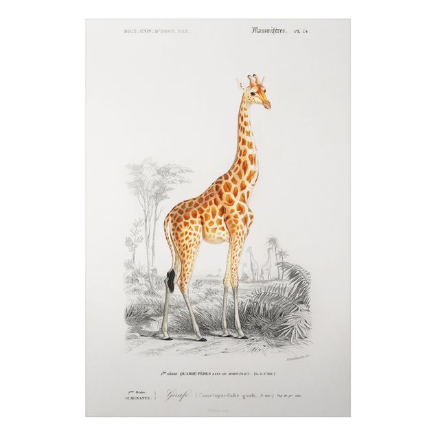 Quadros girafas Vintage Board Giraffe