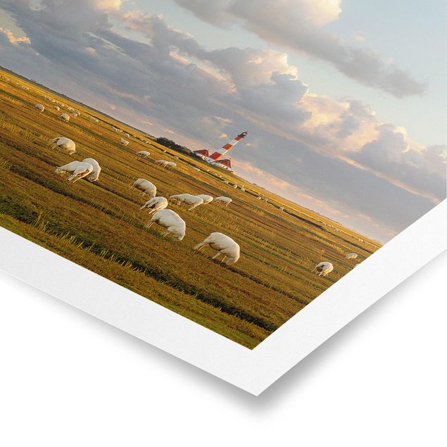 Posters praia North Sea Lighthouse With Flock Of Sheep