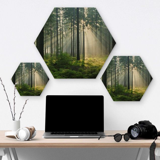 Quadros hexagonais Enlightened Forest