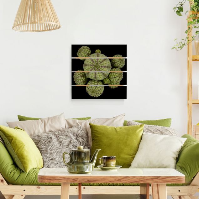 decoração quadros Euphorbia - Spurge Urchins