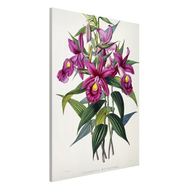 Quadros orquídeas Maxim Gauci - Orchid I