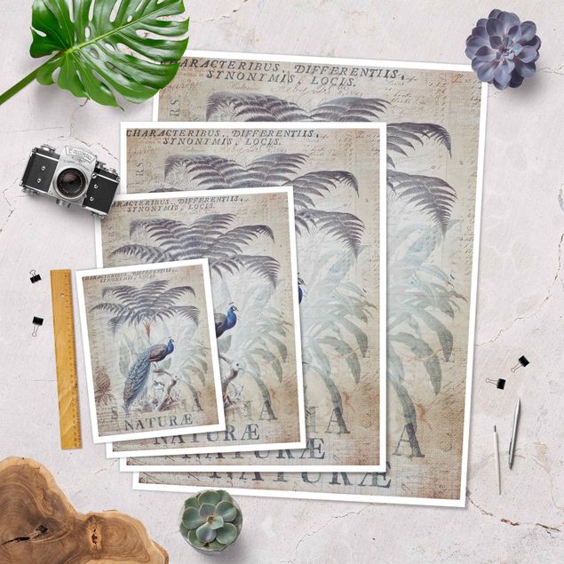 posters decorativos Shabby Chic Collage - Peacock
