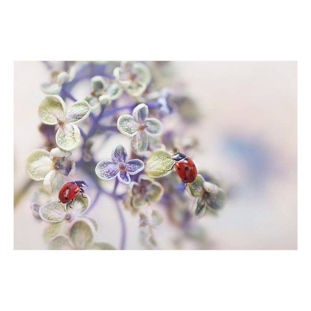 Painel anti-salpicos de cozinha Ladybugs In The Garden