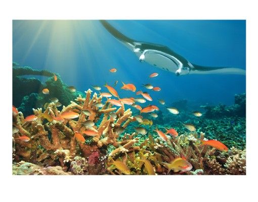 Autocolantes para vidros animais Coral reef
