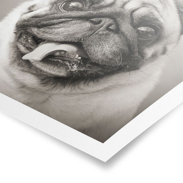Posters em preto e branco Funny Pug