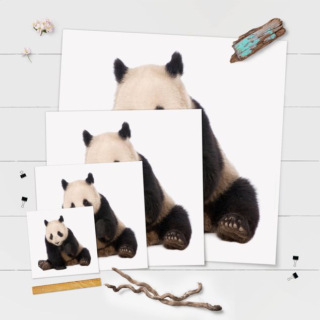posters decorativos Panda Paws