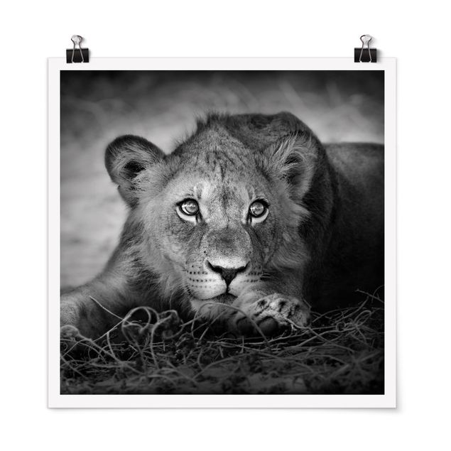 Posters em preto e branco Lurking Lionbaby