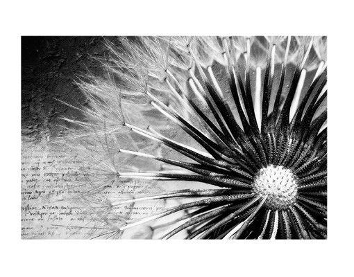 Autocolantes para vidros flores Dandelion Black & White