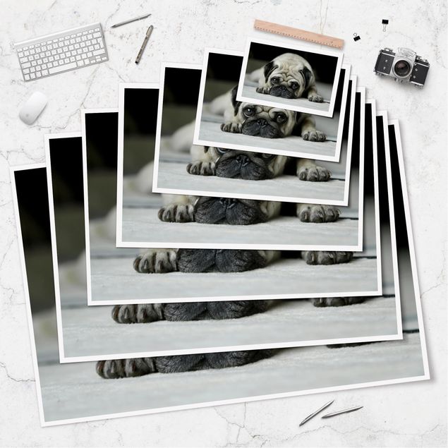 posters decorativos Pug Loves You