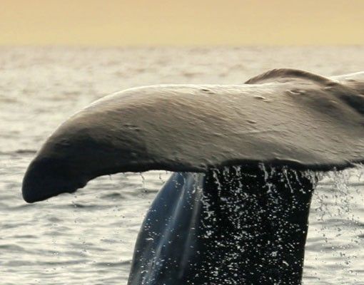 vinil autocolante para azulejos Diving Whale