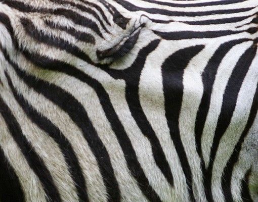 vinil autocolante para azulejos Roaring Zebra