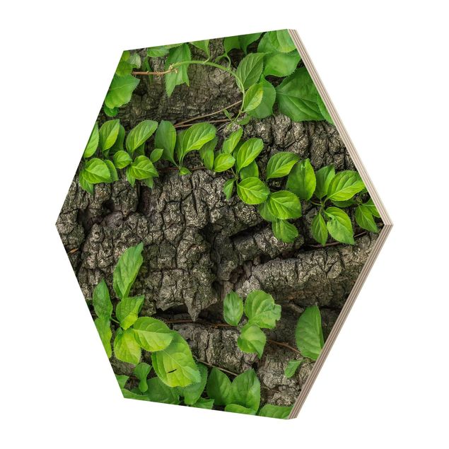 Quadros hexagonais Ivy Tendrils Tree Bark