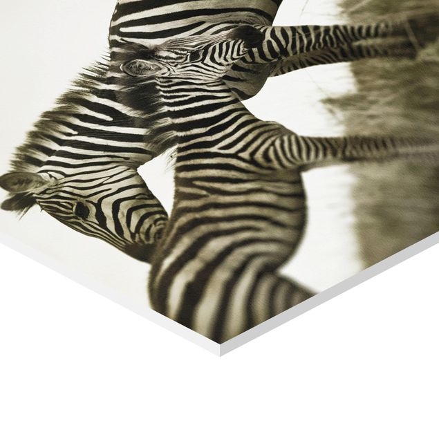 Quadros decorativos Zebra Couple