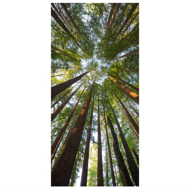 Divisórias de ambiente Sequoia Tree Tops