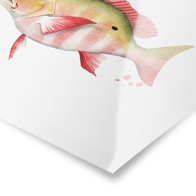 quadros para parede Color Catch - Northern Red Snapper